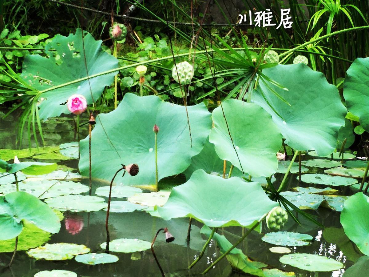 Chuan Ya Ju Homestay Qishan Kültér fotó